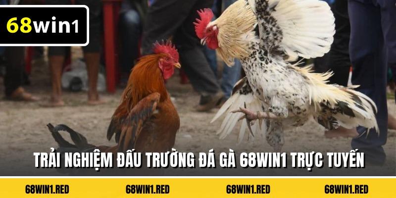 Trải nghiệm đấu trường đá gà 68WIN1 trực tuyến