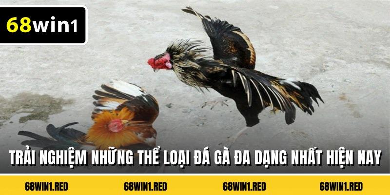 Trải nghiệm những thể loại đá gà đa dạng nhất hiện nay
